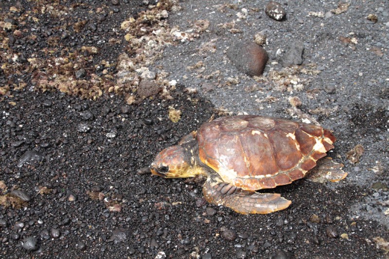 A loggerhead turtle rescued with Timanfaya returns to the sea